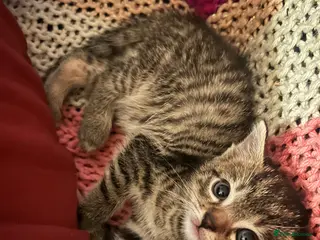 Mixed Breed cats Tabby kitten - girl - Advert 10