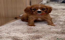 Cockalier dogs for sale: Gorgeous Cockalier Puppies… - Image 1