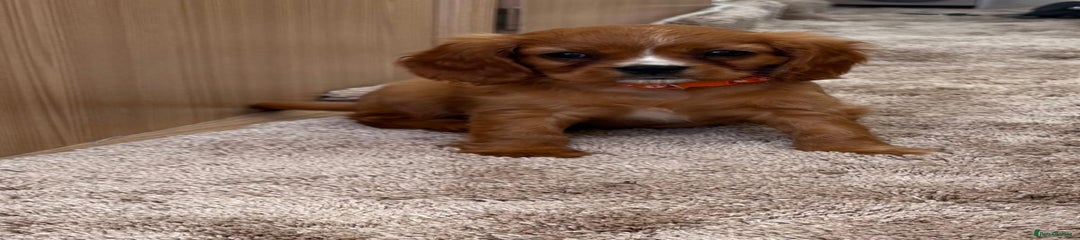 Cockalier Puppy 2