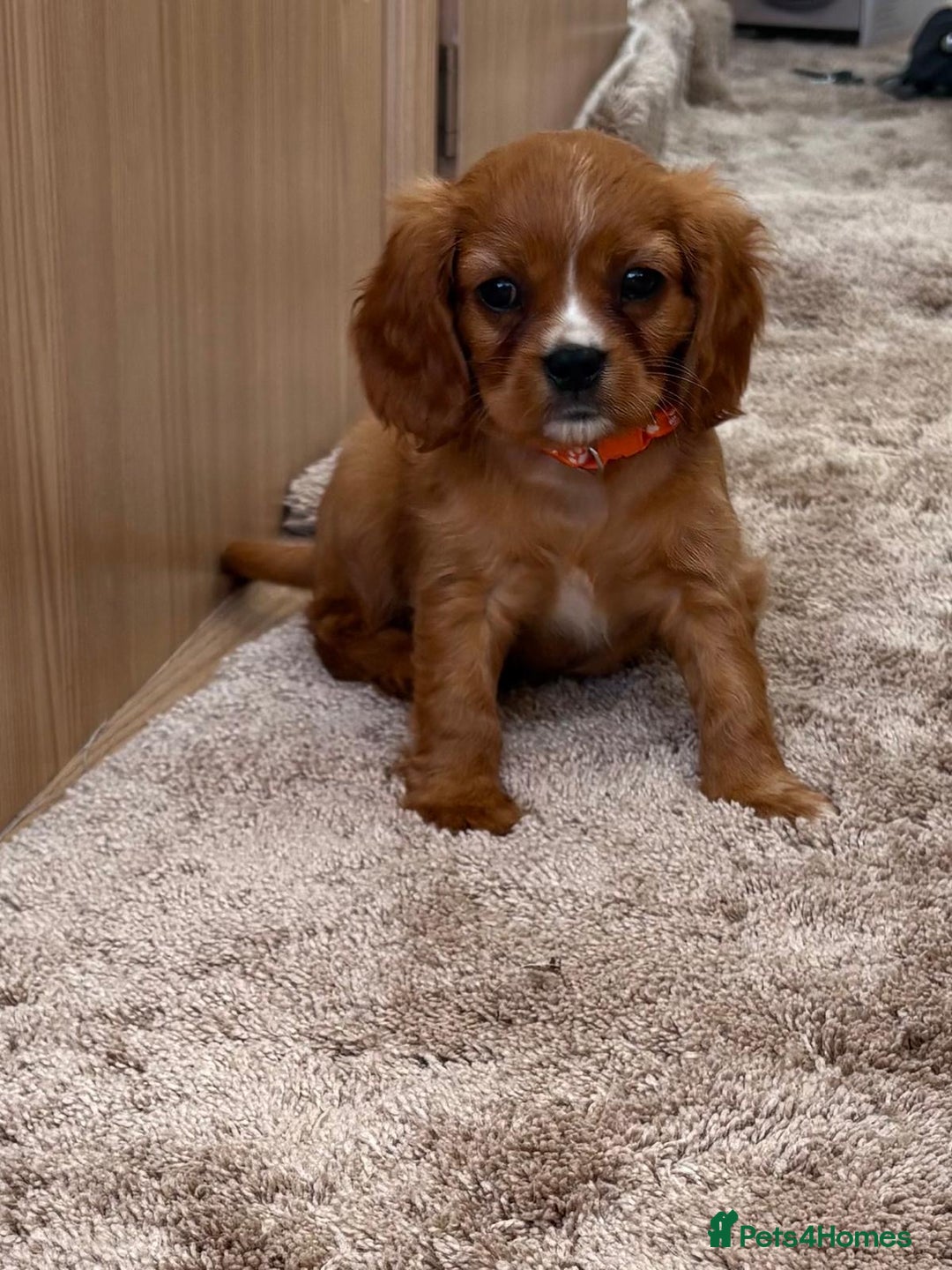 Cockalier dogs for sale: Gorgeous Cockalier Puppies… - Image 1