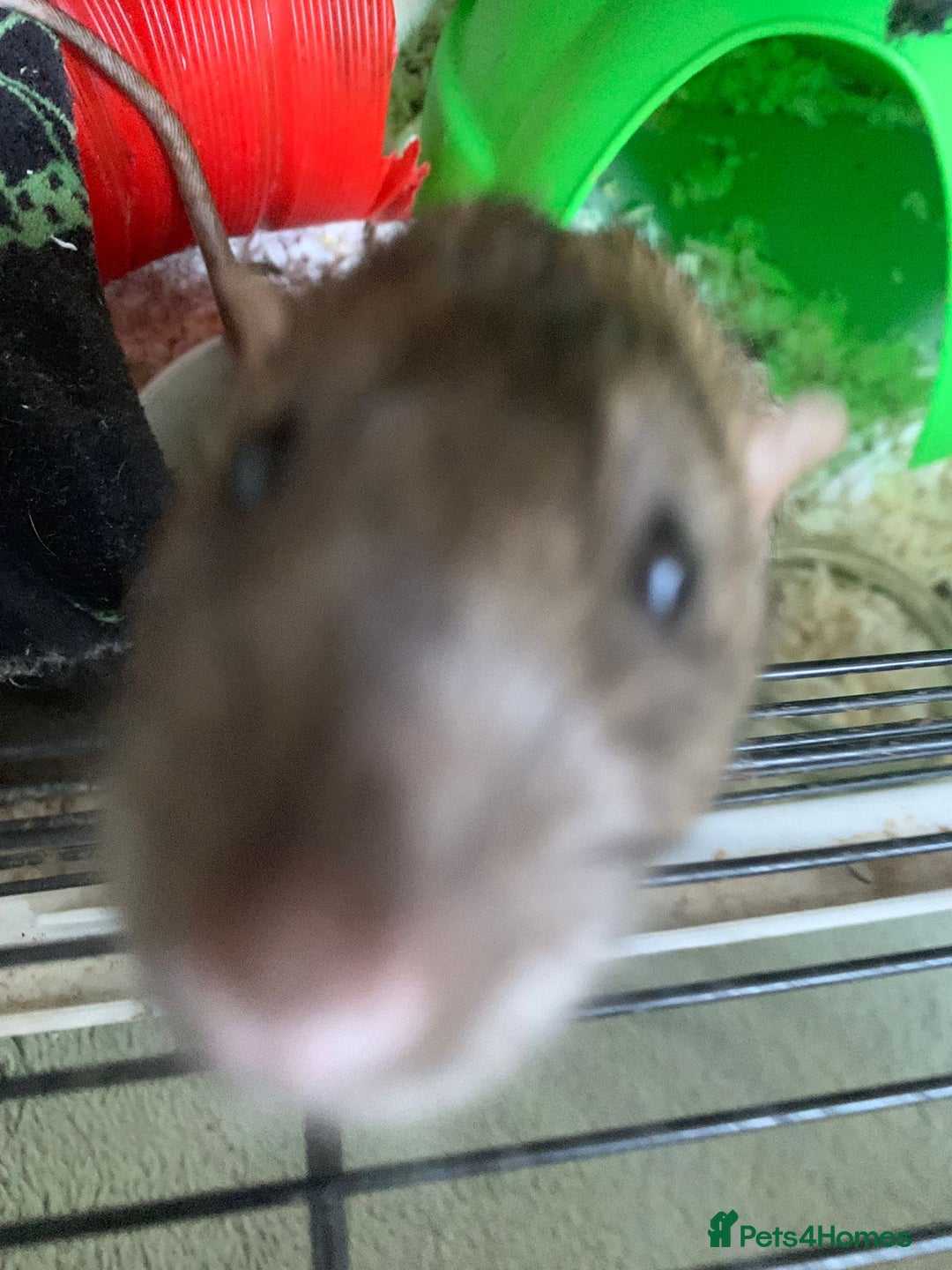 Rat rodents for sale: Dustin and Eddie are looking for a new home. - Advert 3