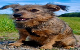 Norfolk Terrier dogs for adoption: Julie: The Little Terrier Who Fought to Stay Alive - Image 3