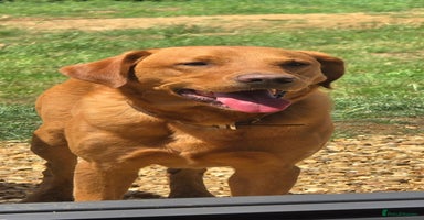 Labrador Retriever dogs - Advert 11