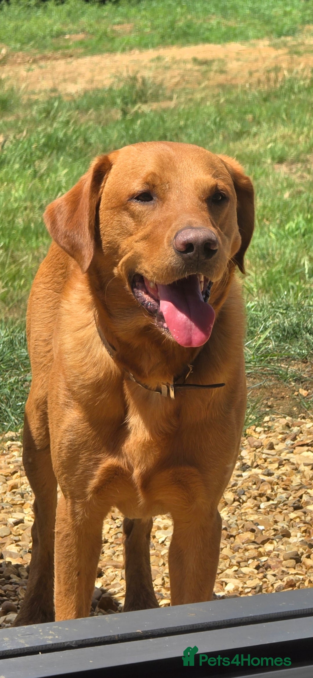 Labrador Retriever dogs for stud: Noah - Fox Red labrador pedigree -For Stud - Image 2