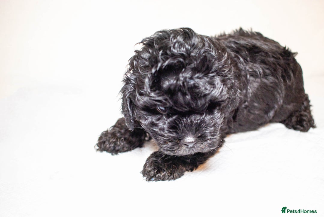 Mixed Breed dogs for sale: Havapoo. Best dogs ever. - Advert 8