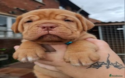 Dogue De Bordeaux dogs for sale: Dogue de Bordeaux pups  - Image 14