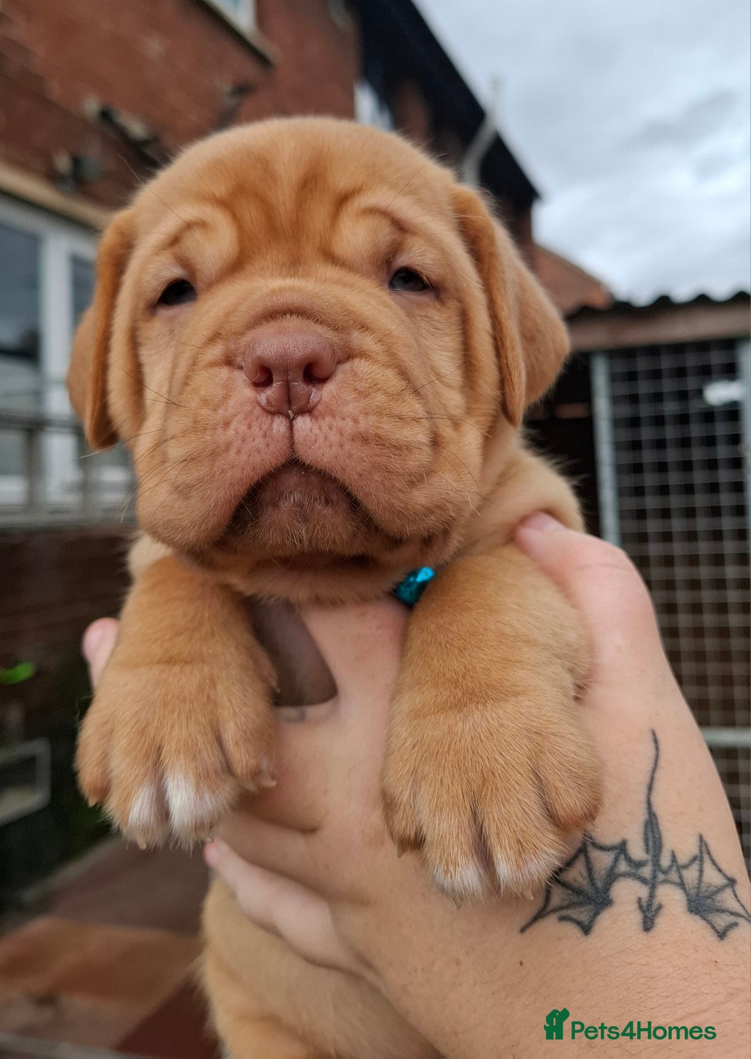 Dogue De Bordeaux dogs for sale: Dogue de Bordeaux pups  - Image 14