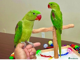 Parakeets birds - Advert 4