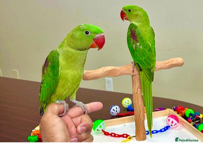 Parakeets birds - Advert 2