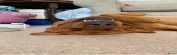 Labrador Retriever dogs for stud: Handsome Fox Red Labrador. KC registered - Advert 7