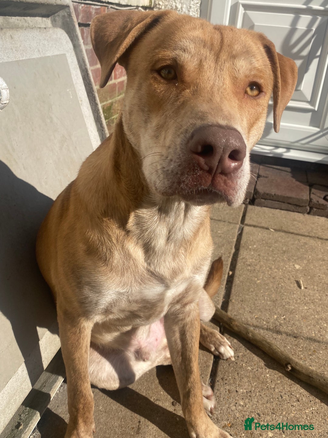 Mixed Breed dogs for sale: Mix breed male looking for forever home  - Advert 5