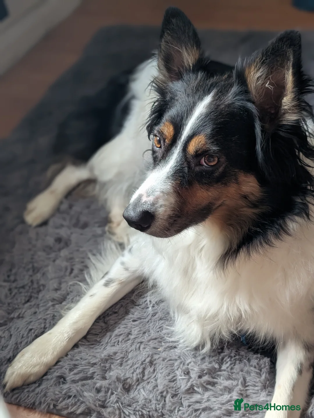 Border Collie dogs for sale: Experienced forever home only  - Advert 5
