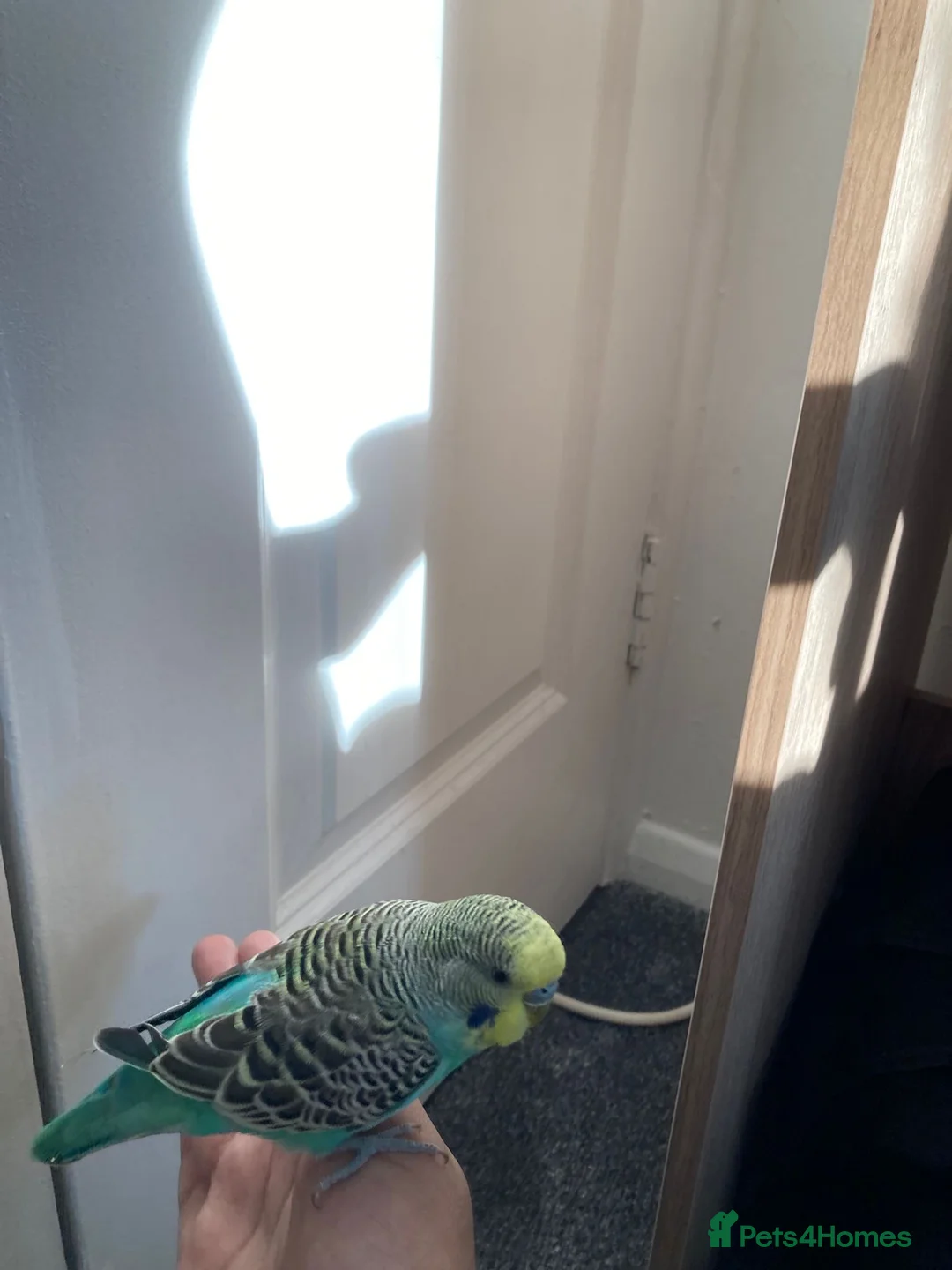 Mixed Breed birds for sale: Cockatiel and budgie (both male) - Advert 8