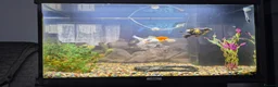 Fancy Goldfish fish for sale: 120 litre juwel tank with 2 fancy goldfish  - Advert 8
