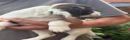 English Springer Spaniel dogs for sale: Springer Spaniel Puppies - Advert 3
