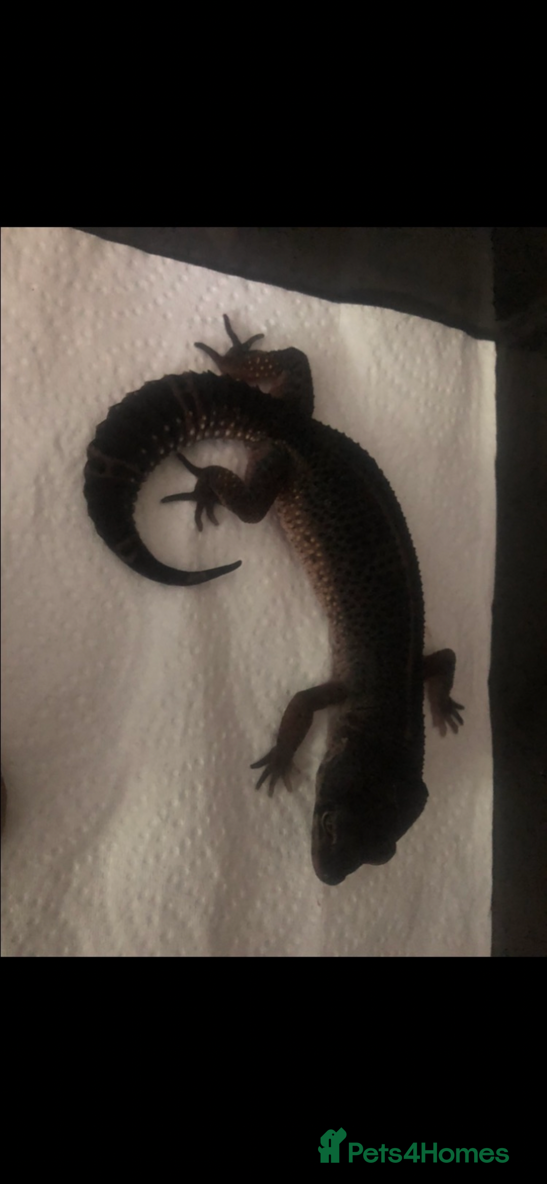 Leopard Gecko reptiles for sale: 3 x pure black night leopard geckos - Advert 4