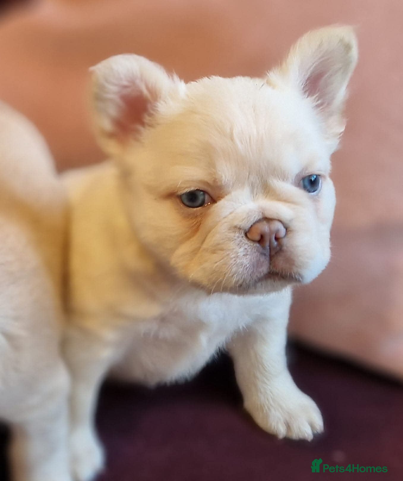 French Bulldog dogs Fluffy frenchie litter due early march  - Advert 7