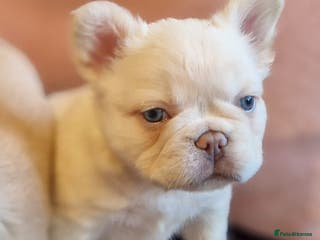 French Bulldog dogs Fluffy frenchie litter due early march - Advert 7