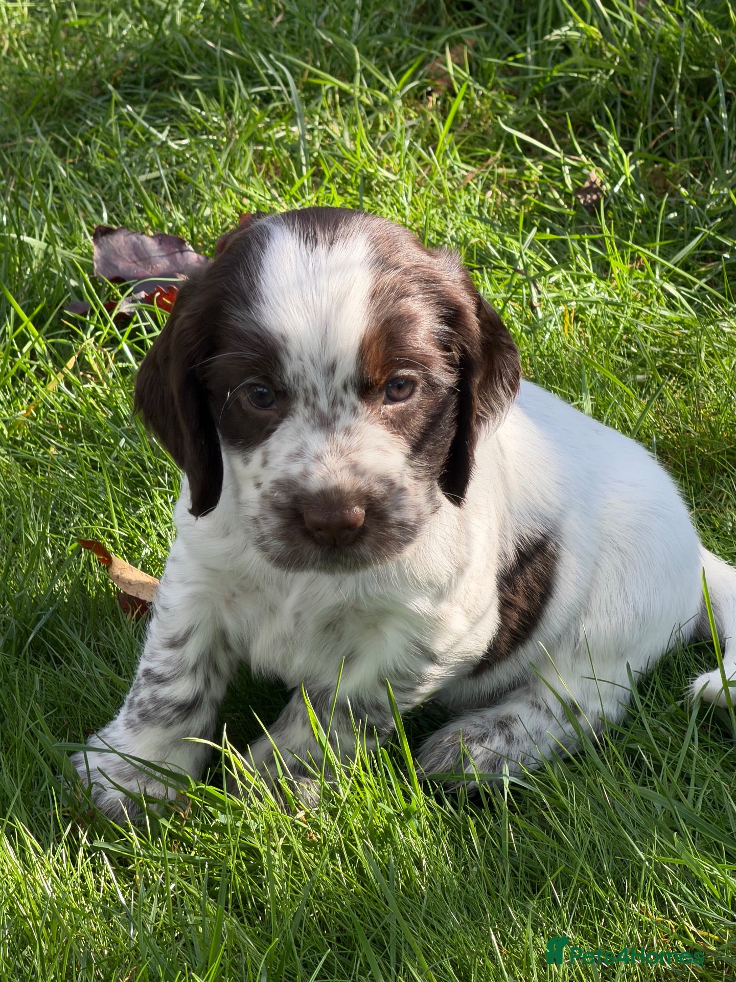Cocker Spaniel dogs KC Reg Cocker Spaniel Pups Full DNA 5⭐️ Licensed  - Advert 8