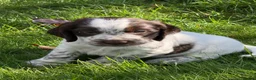 Cocker Spaniel dogs for sale: KC Reg Cocker Spaniel Pups Full DNA 5⭐️ Licensed  - Advert 3