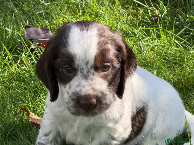 Cocker Spaniel dogs KC Reg Cocker Spaniel Pups Full DNA 5⭐️ Licensed - Advert 8