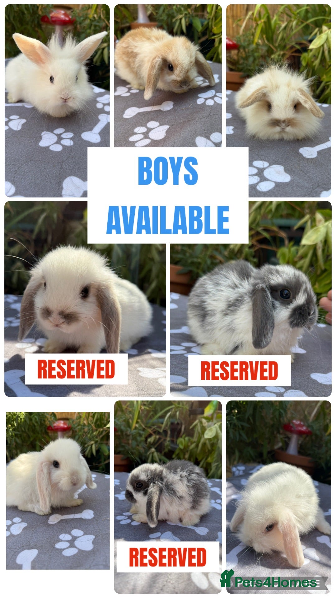 Mini Lop rabbits X5 baby Mini lop boys  - Advert 1
