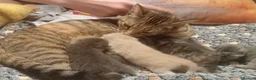 Mixed Breed cats for sale: Mixed tabby kittens 5 for sale . in Corby - Advert 16