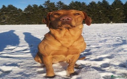 Labrador Retriever dogs for sale: Very well bred Working Style dark Fox Red Puppies - Image 4