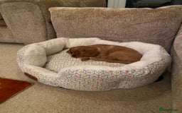 Cavapoo dogs for sale: Beautiful Cavapoo Puppies  - Image 20