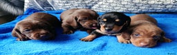 Miniature Dachshund dogs for sale: MINI WIRES KC REG LAFORA PRA CLEAR - Advert 1
