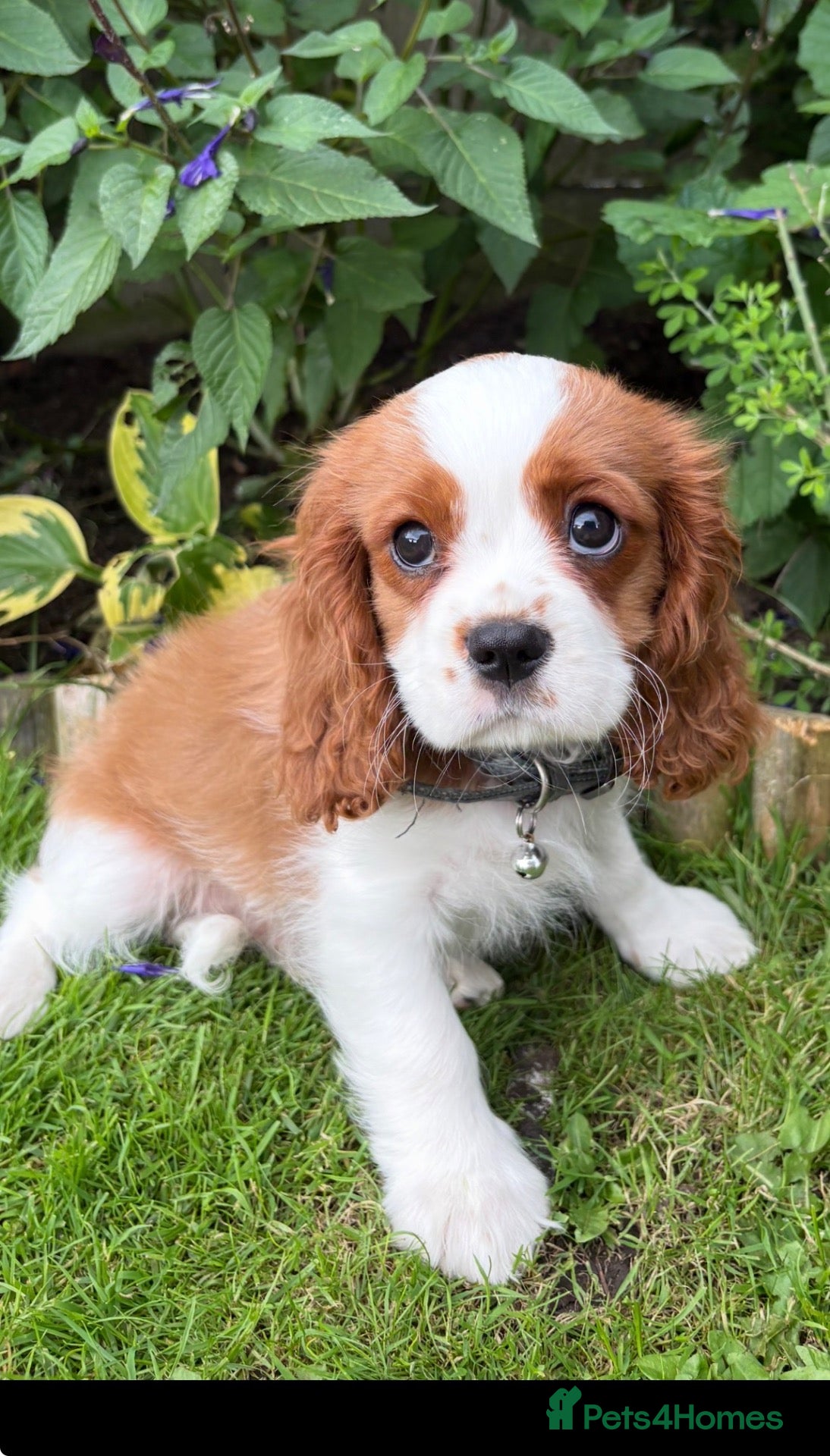 Cavalier King Charles Spaniel dogs 6 Full Breed King Charles Cavalier Puppies  - Advert 1