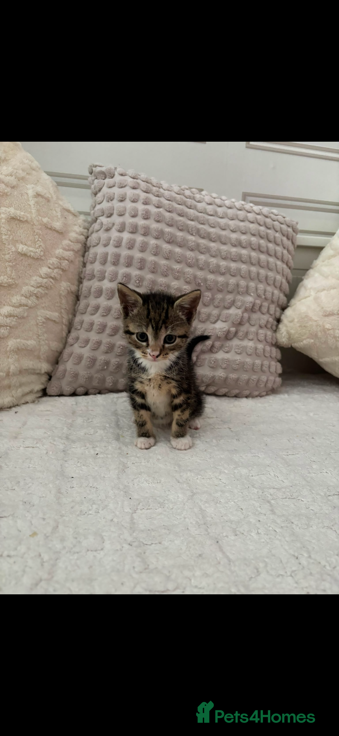 Mixed Breed cats 6 kittens 4 girls / 2 boys  - Advert 2