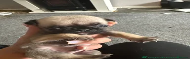 Pug 4