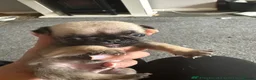 Pug dogs for sale: BEAUTIFUL PUG PUPPIES – NOW AVAILABLE TWO LEFT  - Advert 13
