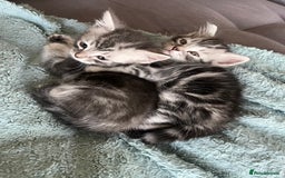 Mixed Breed cats for sale: British longhair cross kittens  - Image 3