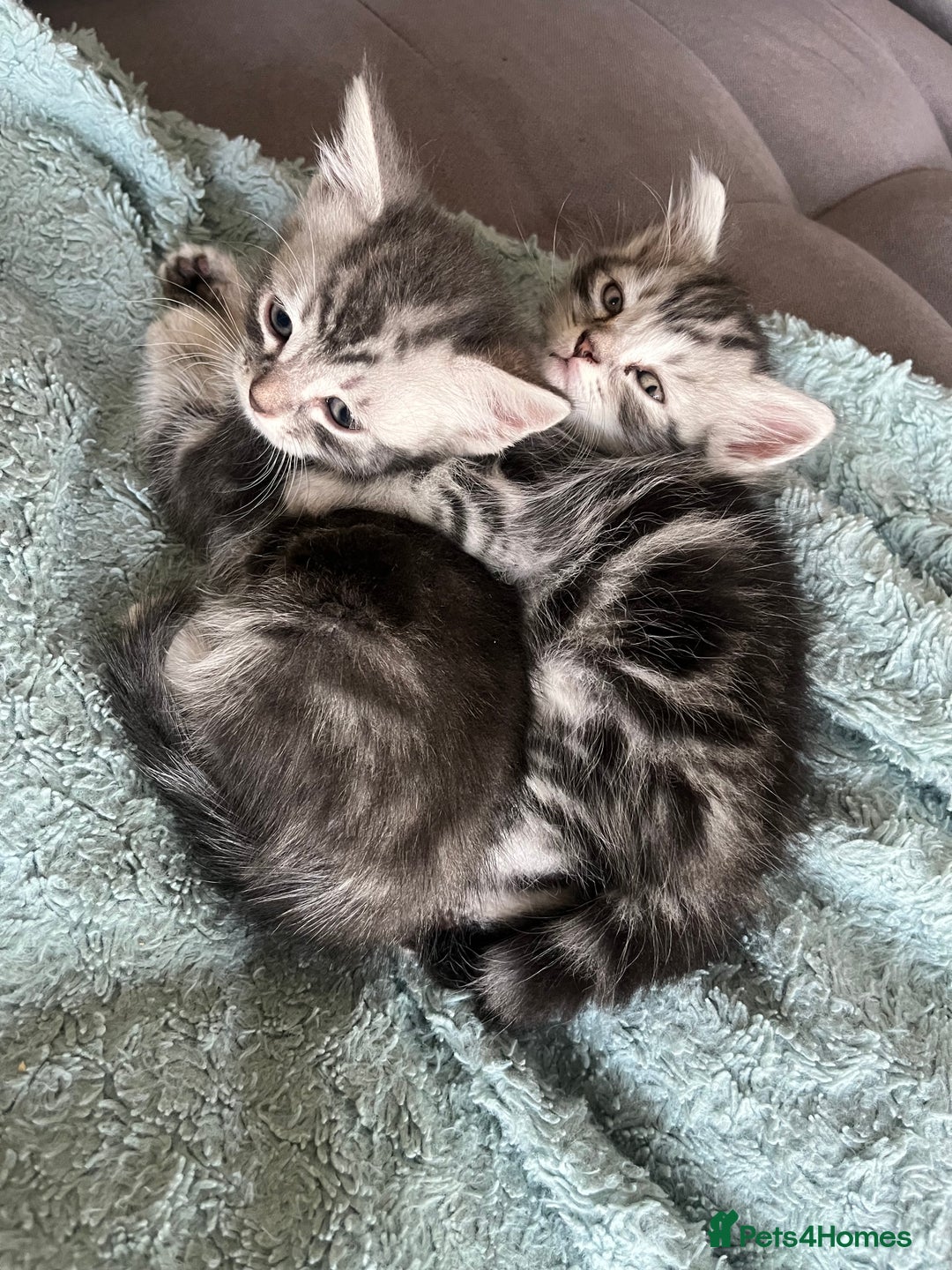 Mixed Breed cats for sale: British longhair cross kittens  - Image 3