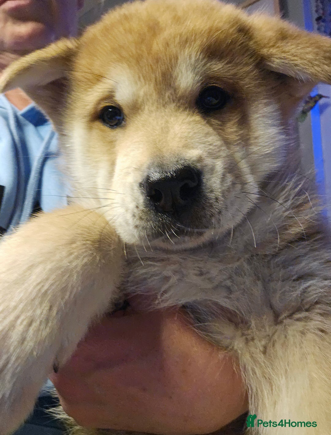 Mixed Breed dogs for sale: Chowsky puppies ready to go chow x siberian husky - Advert 8