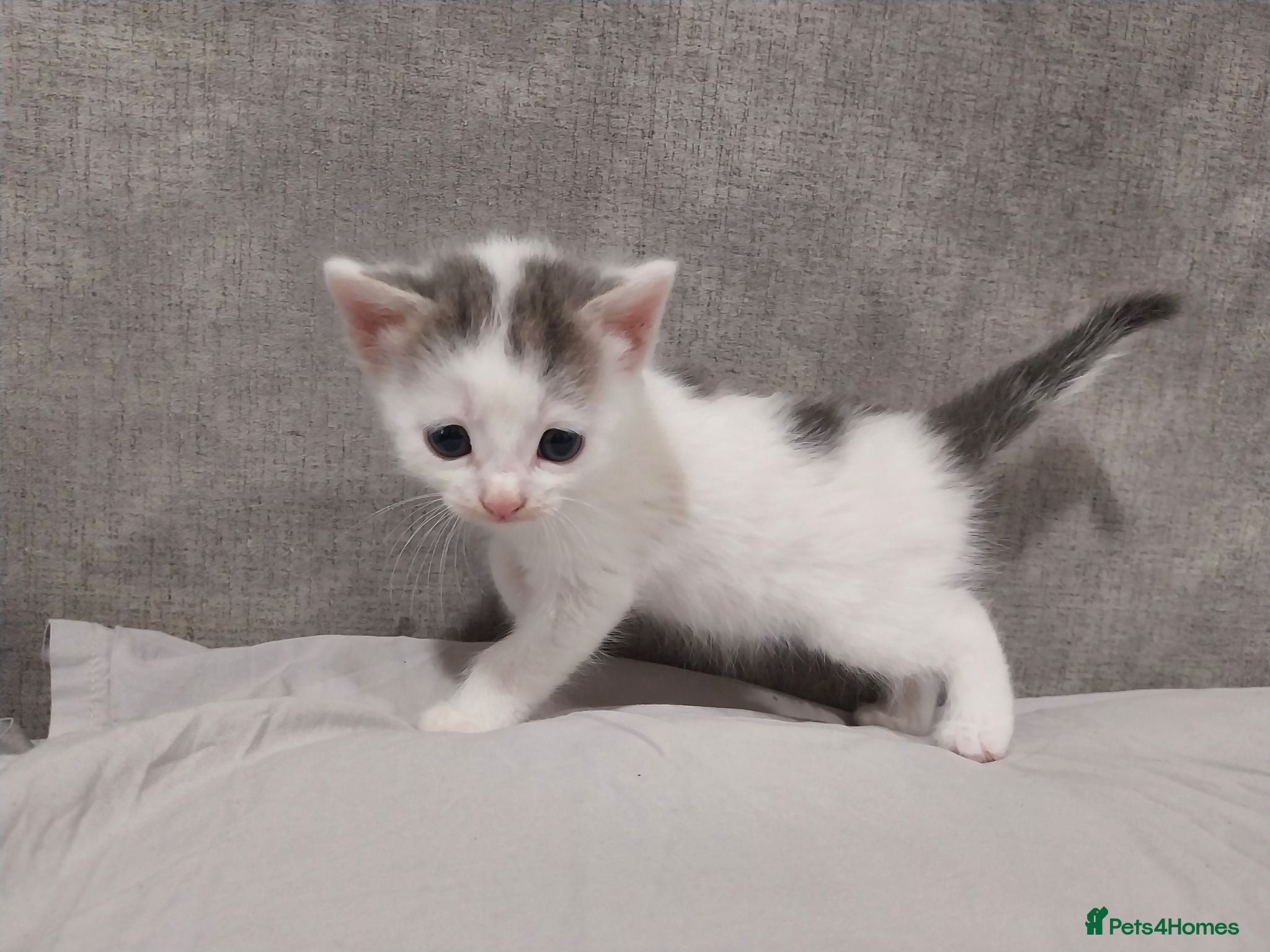Mixed Breed cats Stunning kittens available in 4 weeks time.  - Advert 9