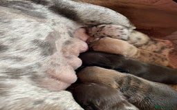 French Bulldog dogs for sale: French Bulldog - Image 2