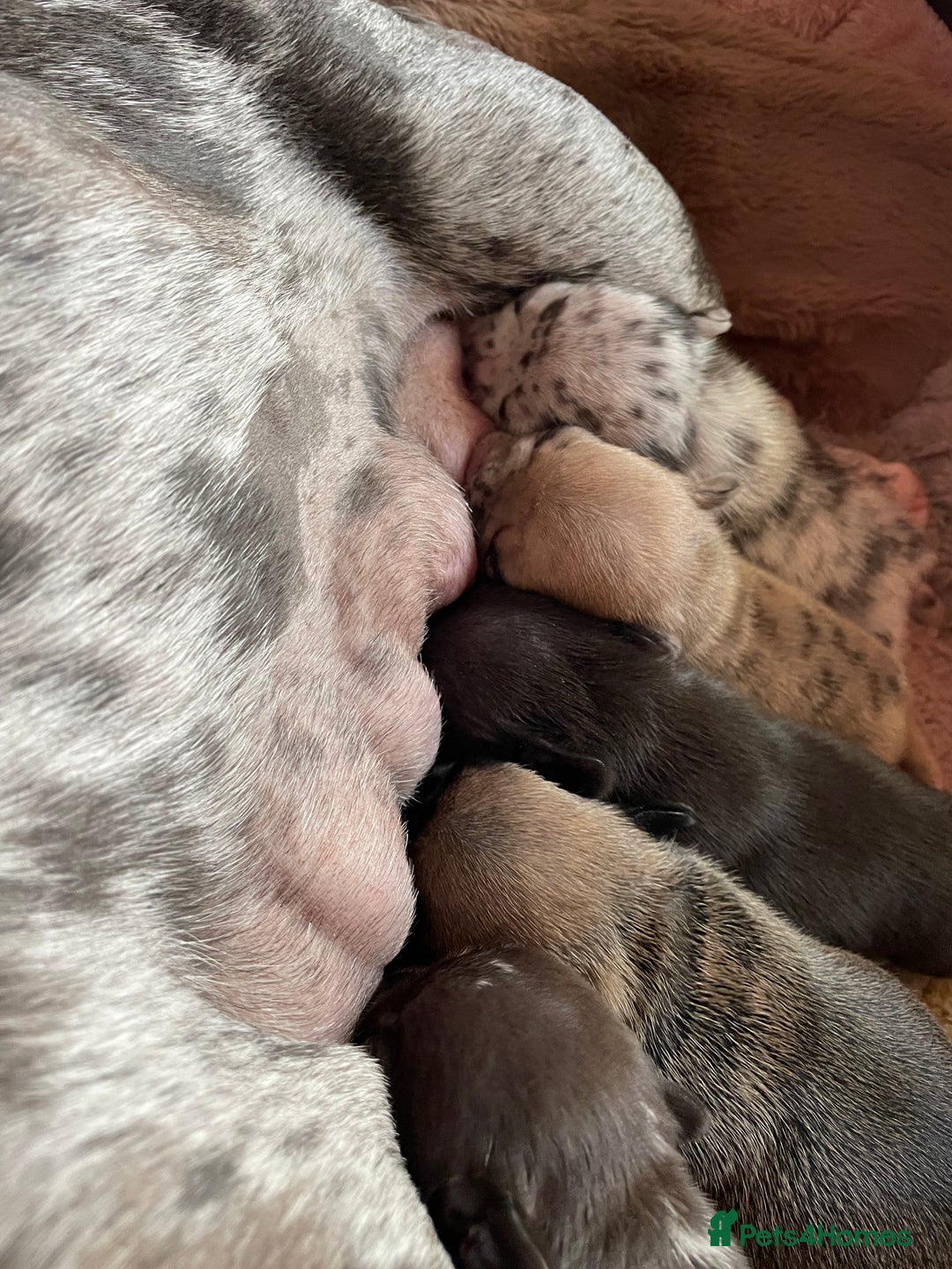French Bulldog dogs for sale: French Bulldog - Image 2