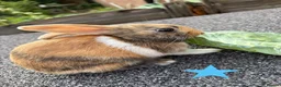 Mixed Breed rabbits for sale: mixed breed lionhead/netherland dwarf bunnies  - Advert 4