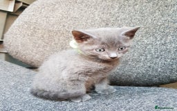 Mixed Breed cats for sale: Grey kittens  - Image 15