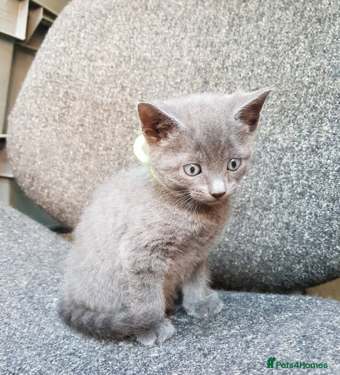 Mixed Breed cats for sale: Grey kittens  - Image 15