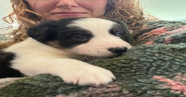 Border Collie dogs - Advert 5