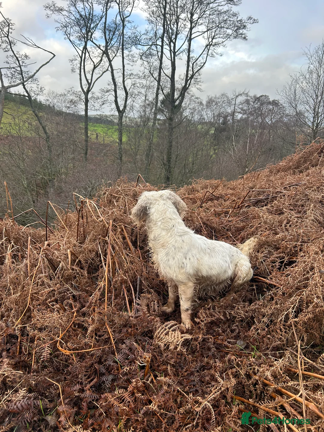 English Springer Spaniel dogs for stud: HEALTHTESTED WORKING ENGLISH SPRINGER SPANIEL in Bishop Auckland - Advert 3