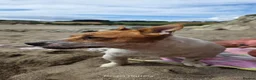 Jack Russell dogs for stud: Jack Russell STUD - Advert 7
