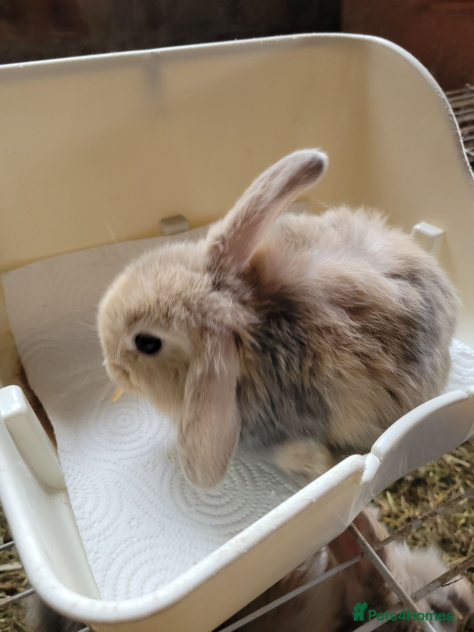 Lionhead rabbits Lop lionhead bunnies!  - Advert 1