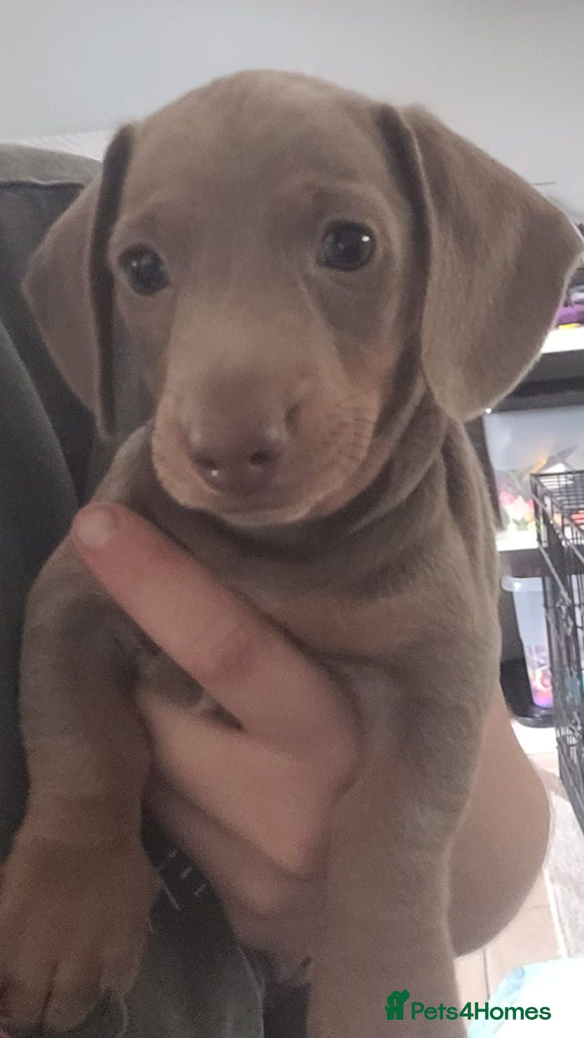 Miniature Dachshund dogs Gorgeous little isabella and tan boy - Advert 2