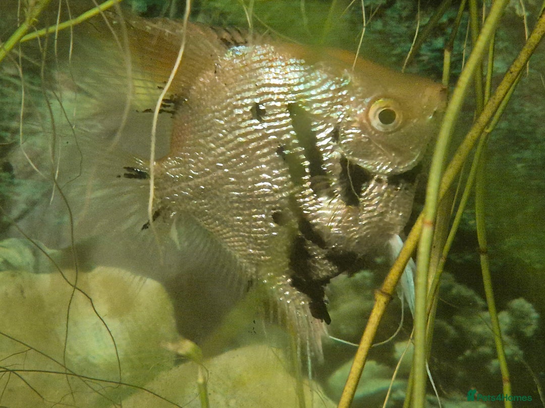 Angelfish fish for sale: Golden marble angelfish - Advert 1