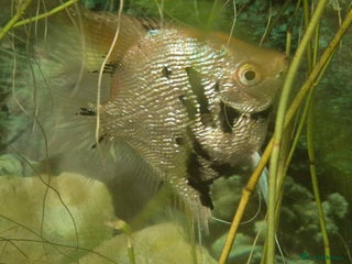 Angelfish fish Golden marble angelfish - Advert 1